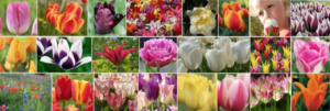 mostre mercato giardinaggio pralormo