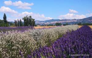 mostra mercato
