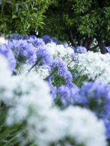 villa_pergola_agapanthus mostre mercato