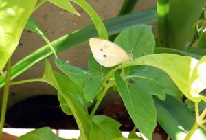 cavolaia farfalle