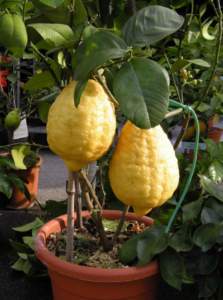 limone cedrato frutto