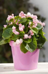 Begonia semperflorens