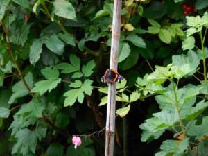 farfalla_Vanessa atalanta