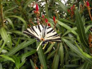 farfalle podalirio