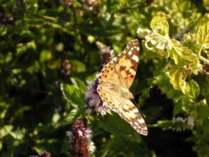 farfalla vanessa cardui