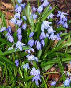 scilla sybirica