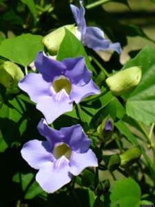 thunbergia_grandiflora tunbergia