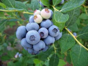 vaccinium corymbosum mirtillo americano blu