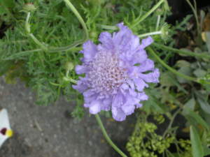 scabiosa
