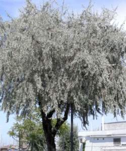 elaeagnus_angustifolia
