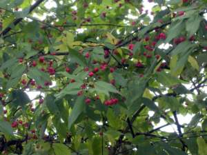 euonymus_europaeus