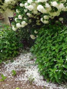 piante sporcizia viburnum opulus