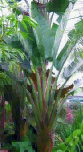 Strelitzia augustae