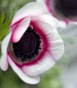 anemone coronaria
