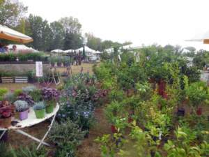 mostra mercato