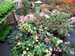 mostra mercato