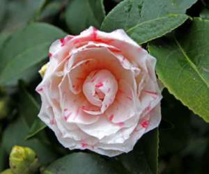 verdemura camelia