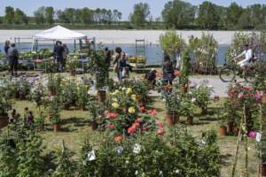 mostra mercato