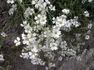 cerastium holosteoides