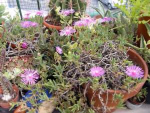 delosperma cooperi