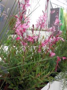 gaura lindheimeri