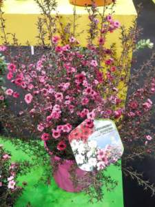 Leptospermum scoparium
