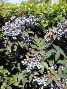 mahonia frutti