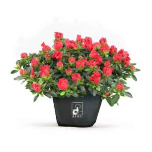 mostre mercato