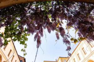 mostre mercato