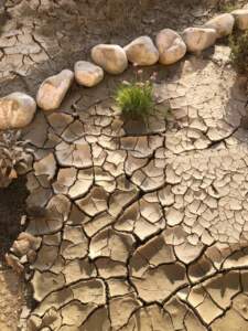 giardino alluvione piante