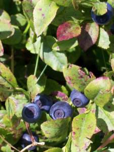 vaccinium myrtillus mirtillo europeo