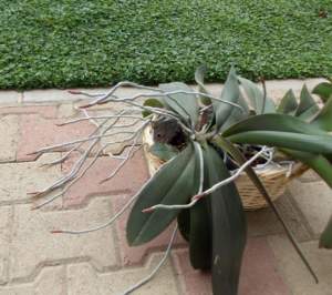 phalaenopsis radici orchidea