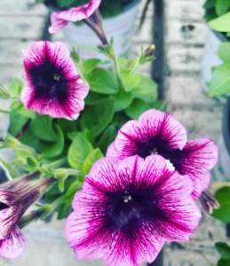 toptunia