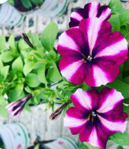 toptunia
