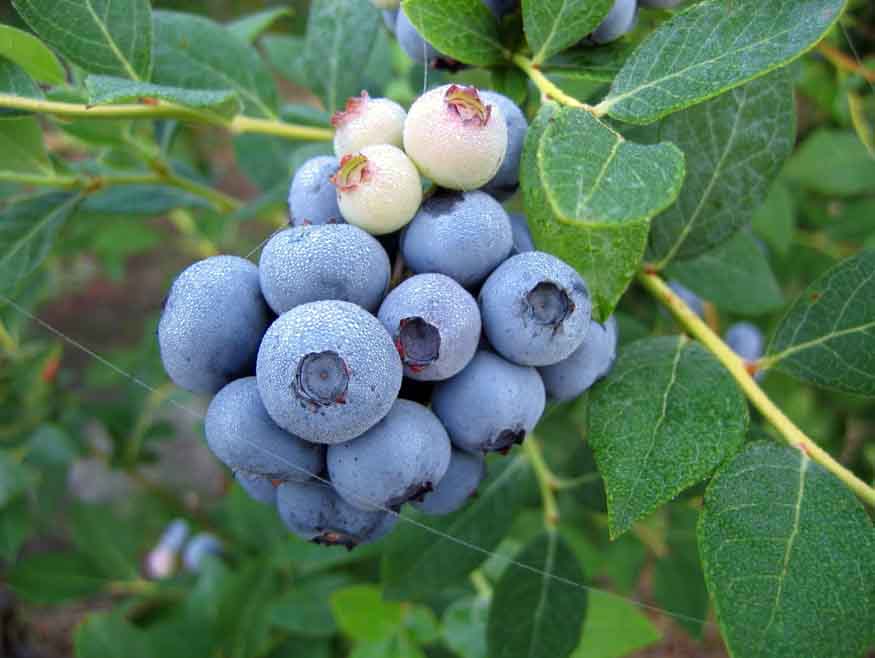 vaccinium corymbosum mirtillo gigante americano