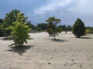 alluvione piante