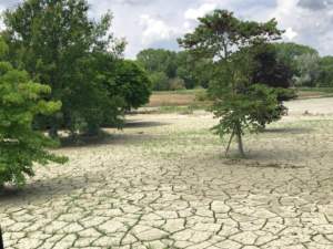 alluvione piante