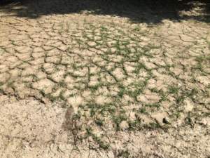 alluvione piante