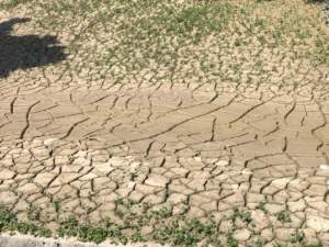 alluvione piante