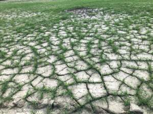 alluvione piante