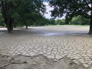alluvione piante