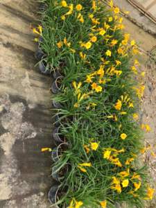 alluvione piante hemerocallis
