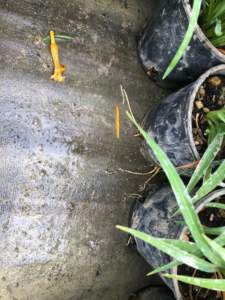 alluvione piante hemerocallis