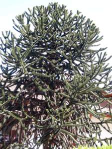 araucaria araucana
