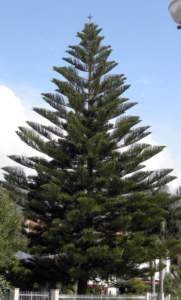 araucaria excelsa