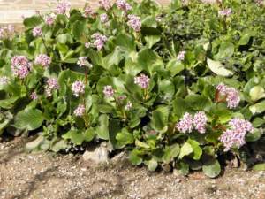 bergenia