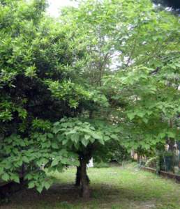broussonetia papyrifera