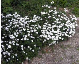 iberis