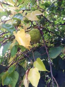maclura pomifera