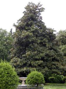 magnolia grandiflora